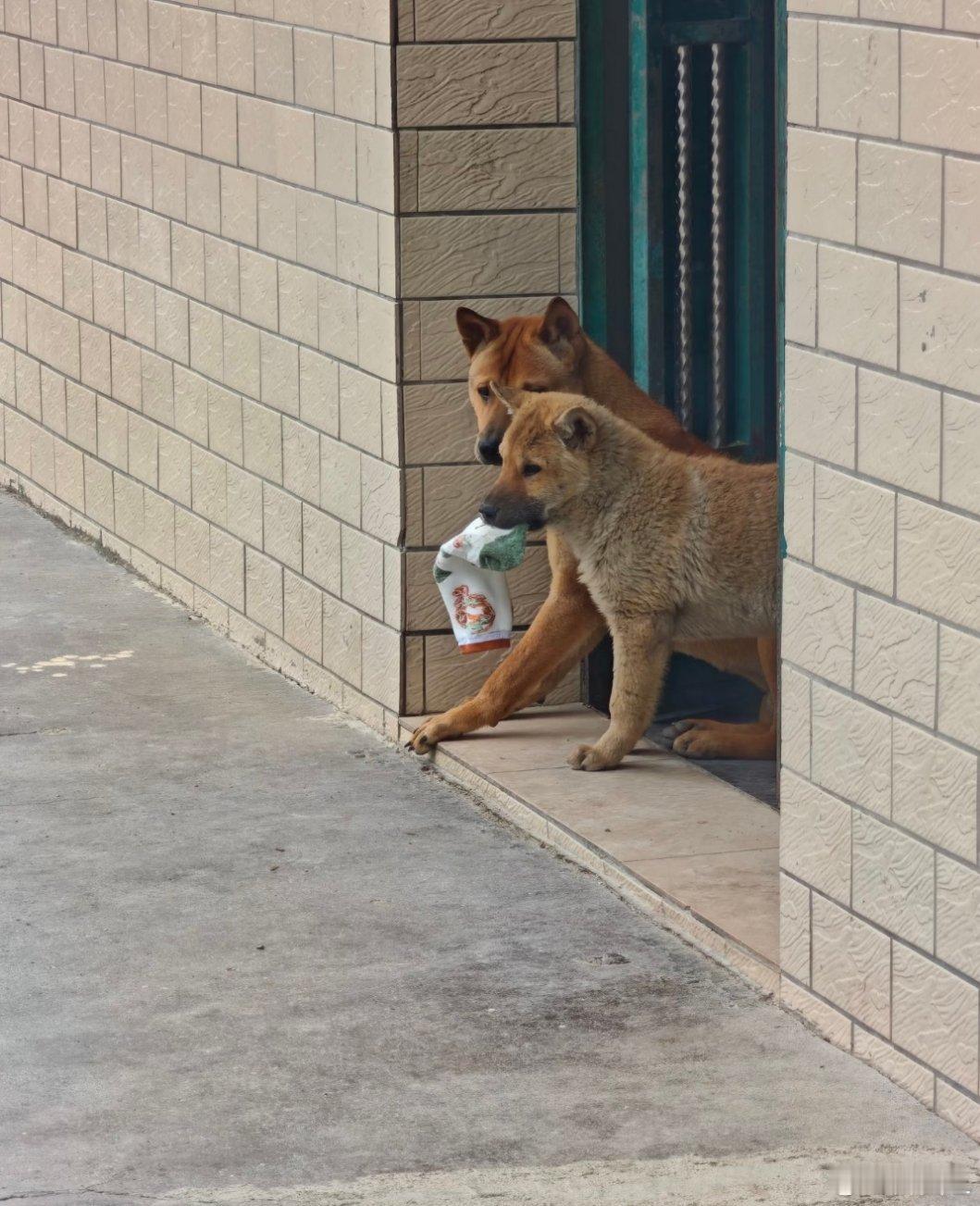 我的袜子被狗叼走了回家搞卫生，不小心把鞋弄湿了，放到门口晾干，一转眼我的袜子就被