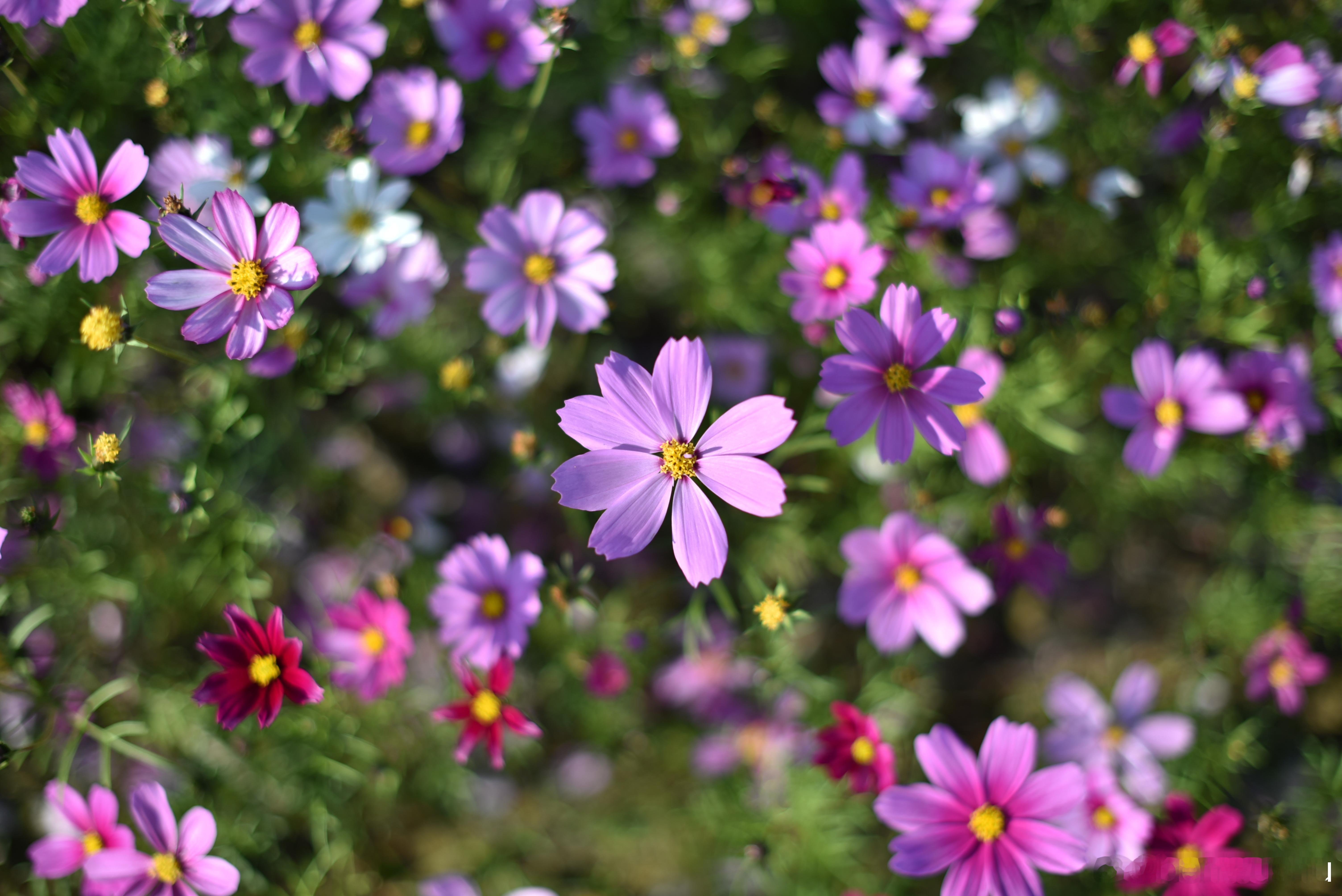 国家地理[超话]  格桑花 《格桑花海》 花语:幸福、美好时光、吉祥、怜取眼前人