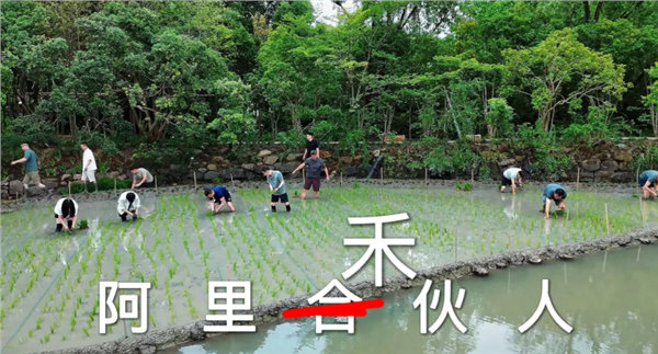 【马云携阿里高管下田插秧 全员挽裤光脚劳作 田间笑容灿烂】马云携阿里高管集体下田