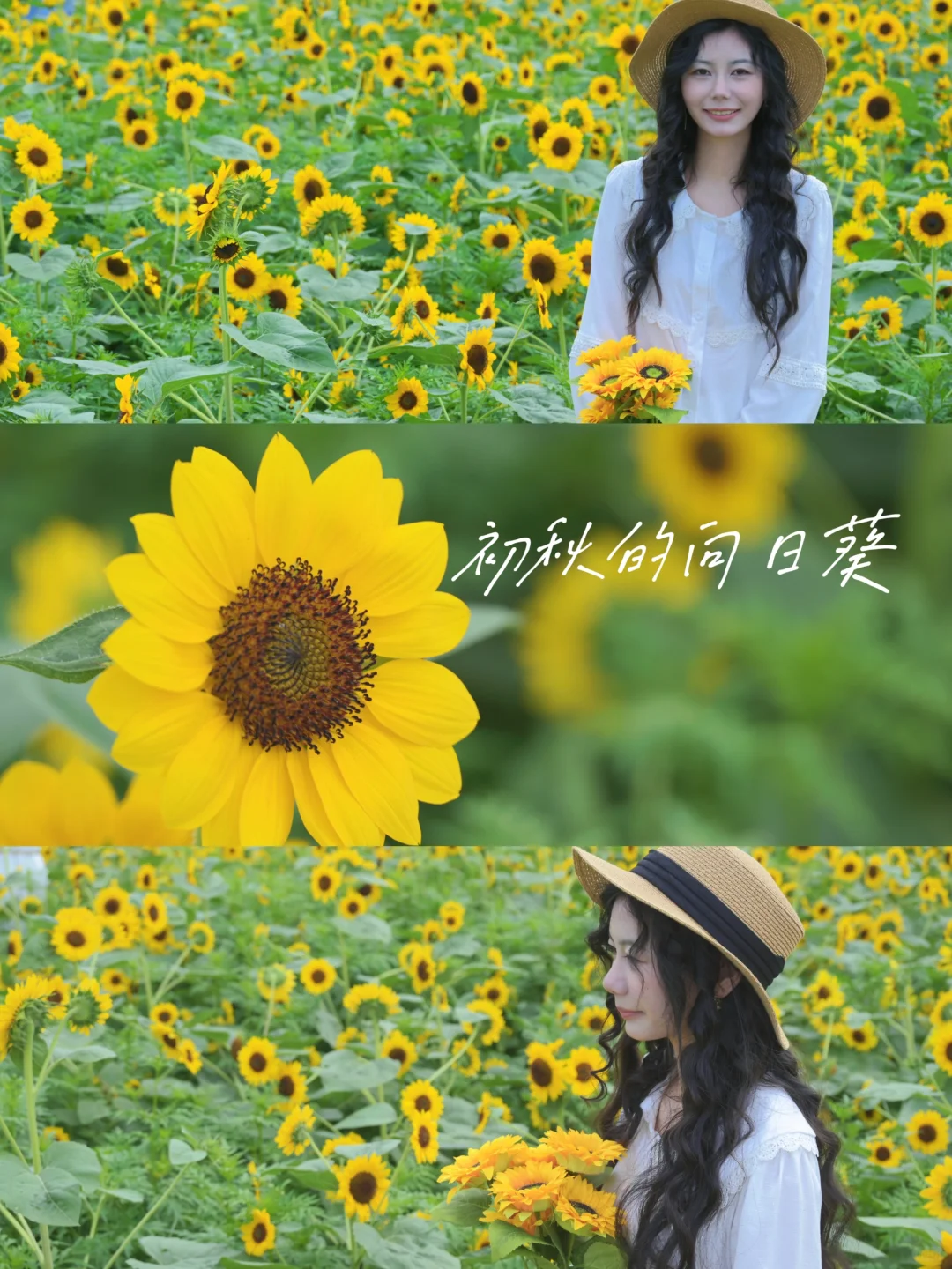 初秋的向日葵花海🌻‖电影感拍照📸