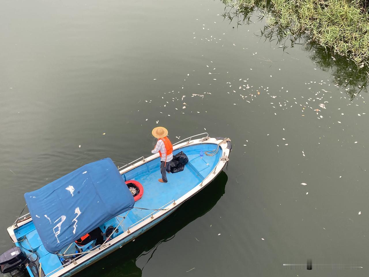 厦门园博苑一湾水域，表面光鲜亮丽，湖面死鱼成片臭气熏天！
今天周末难得有点闲情，
