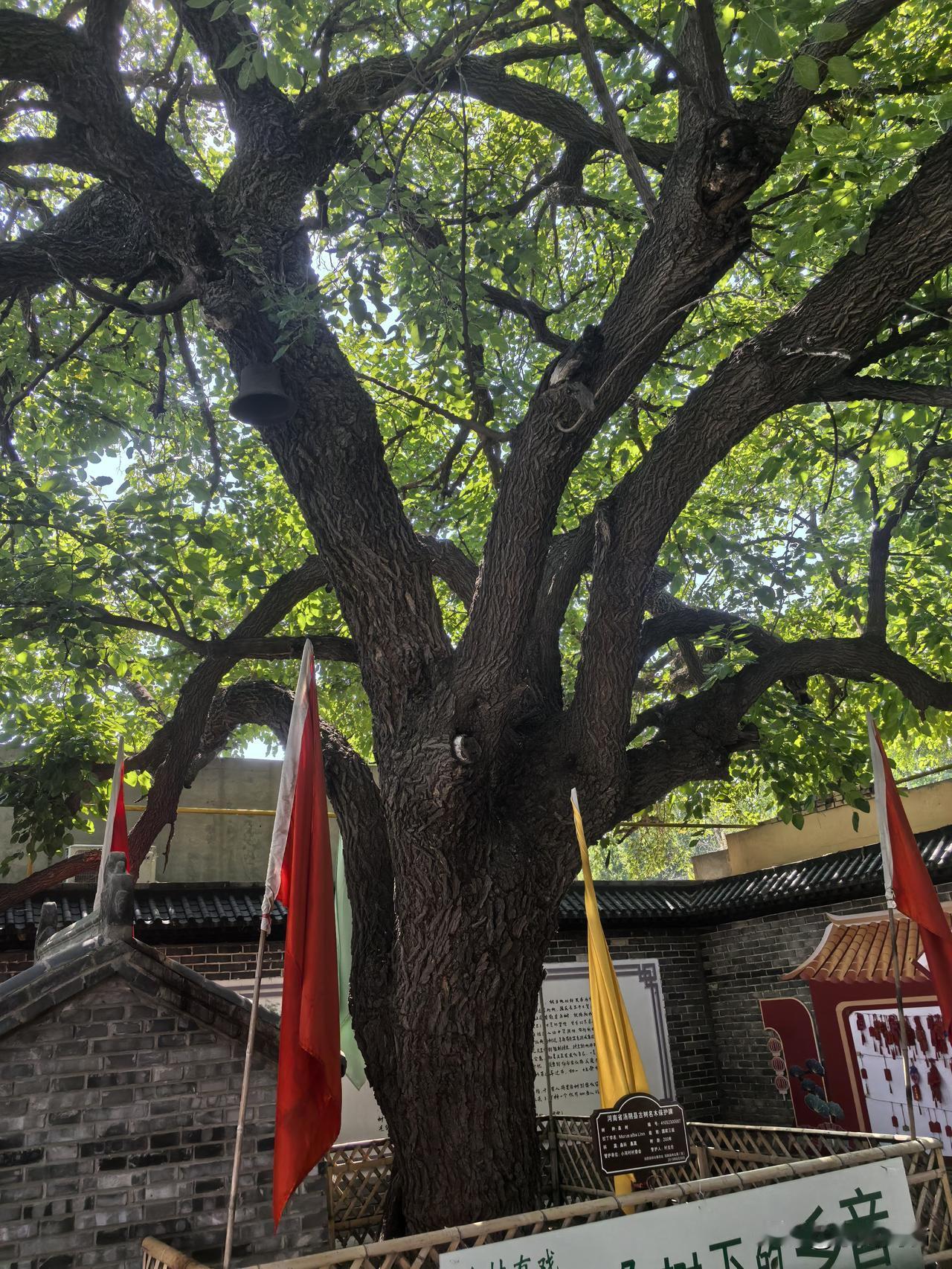 七律.汤阴小河村古桑树
                符进朝
飞凤岭边小河旁，