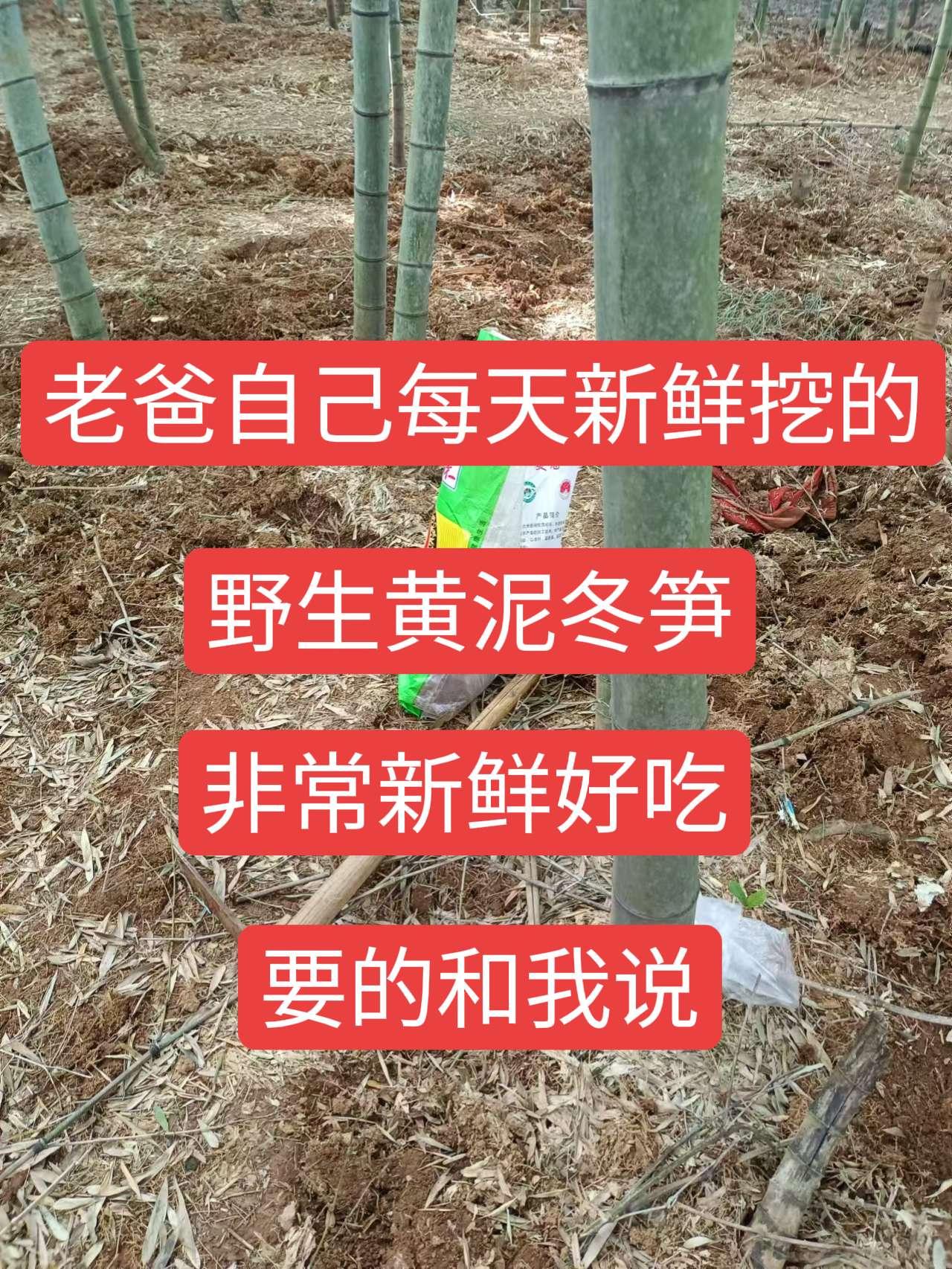 挖笋的乐趣只有体验过才懂 纯天然绿色食品 大自然的馈赠 冬笋来了