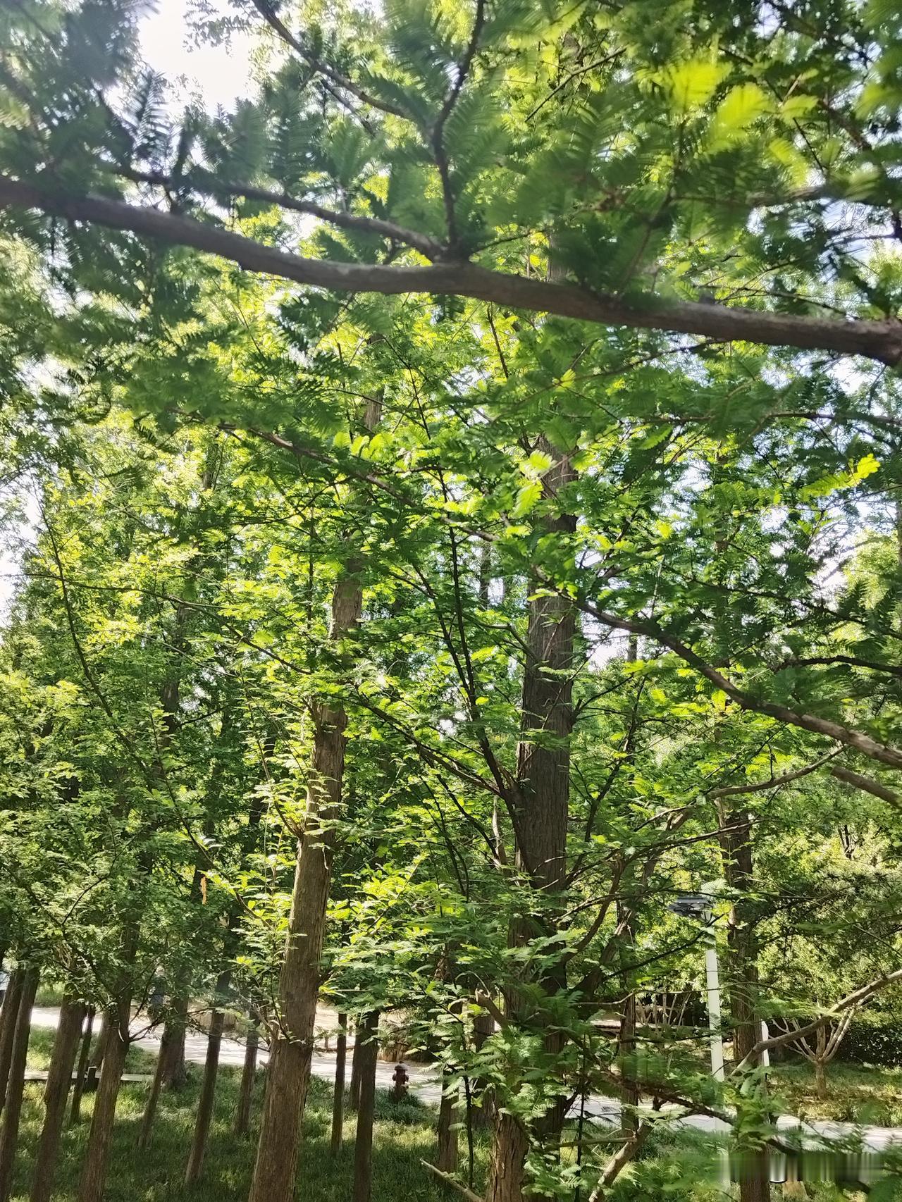 每天来这儿吸吸天然植物氧气。高一生反应最近很快，上午就开始困，下午午睡后一直到最