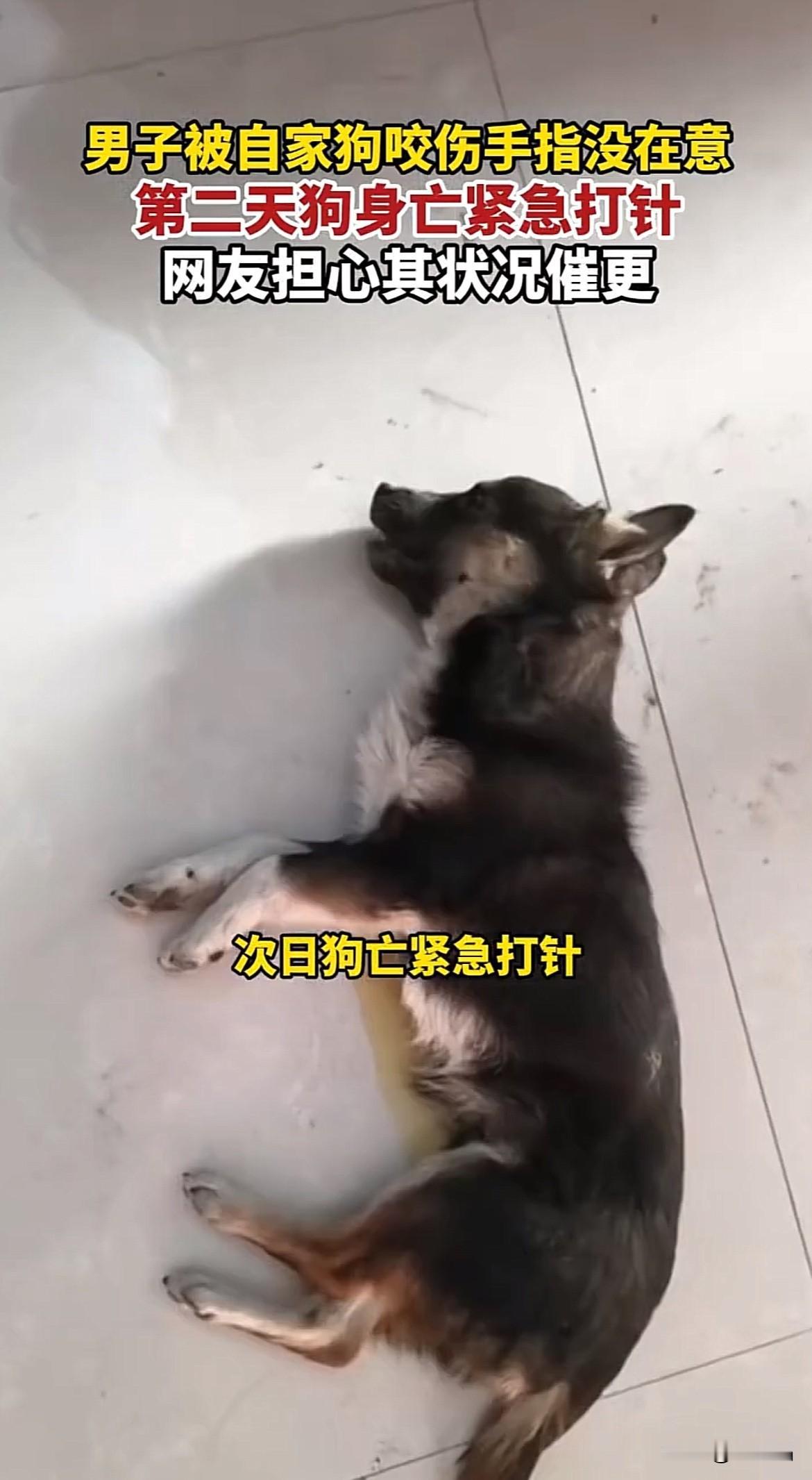 最担心的事还是发生了！河南，一男子被自家狗咬伤，本当小事不在意，不料狗第二天身亡