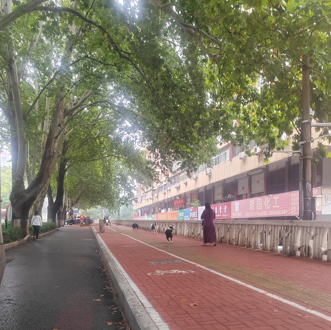 上午11点半多一些，在中兴路湛河桥南东侧的人行道上，一个女的带着3条大狗，没有一