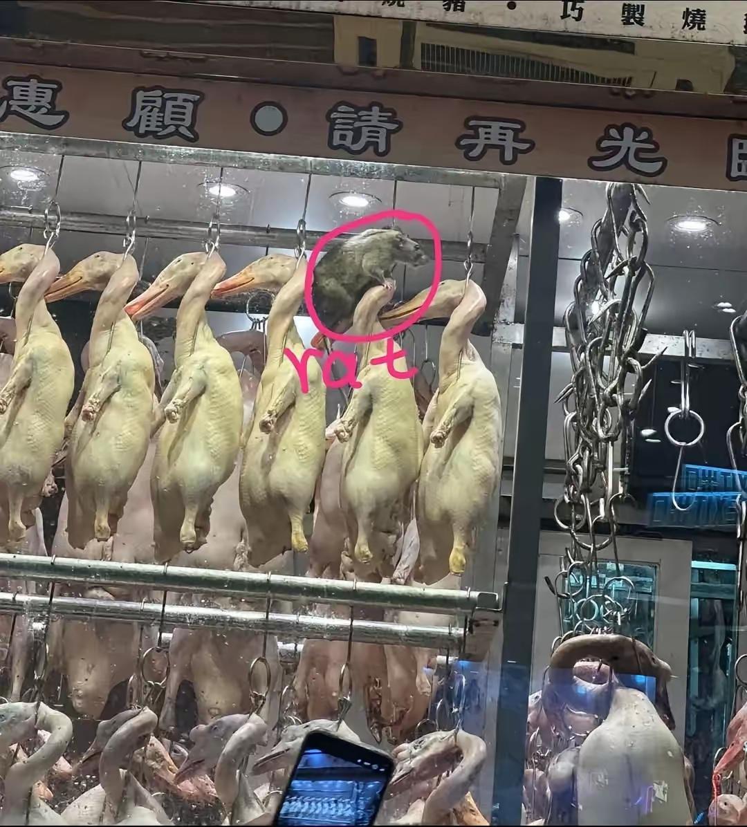 南方不止蟑螂变大只连老鼠也是不一样的肥大，近日一张老鼠的照片火了，香港一家买烧腊