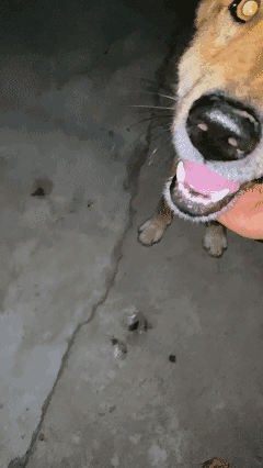 握住狗狗🐶的嘴巴子
没想到在狗狗🐶眼里如此重要！[泣不成声]