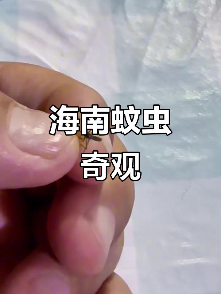 聊聊海南蚊虫奇观
       去海南游玩，那里的蚊虫景象令人难忘。一次在海边露