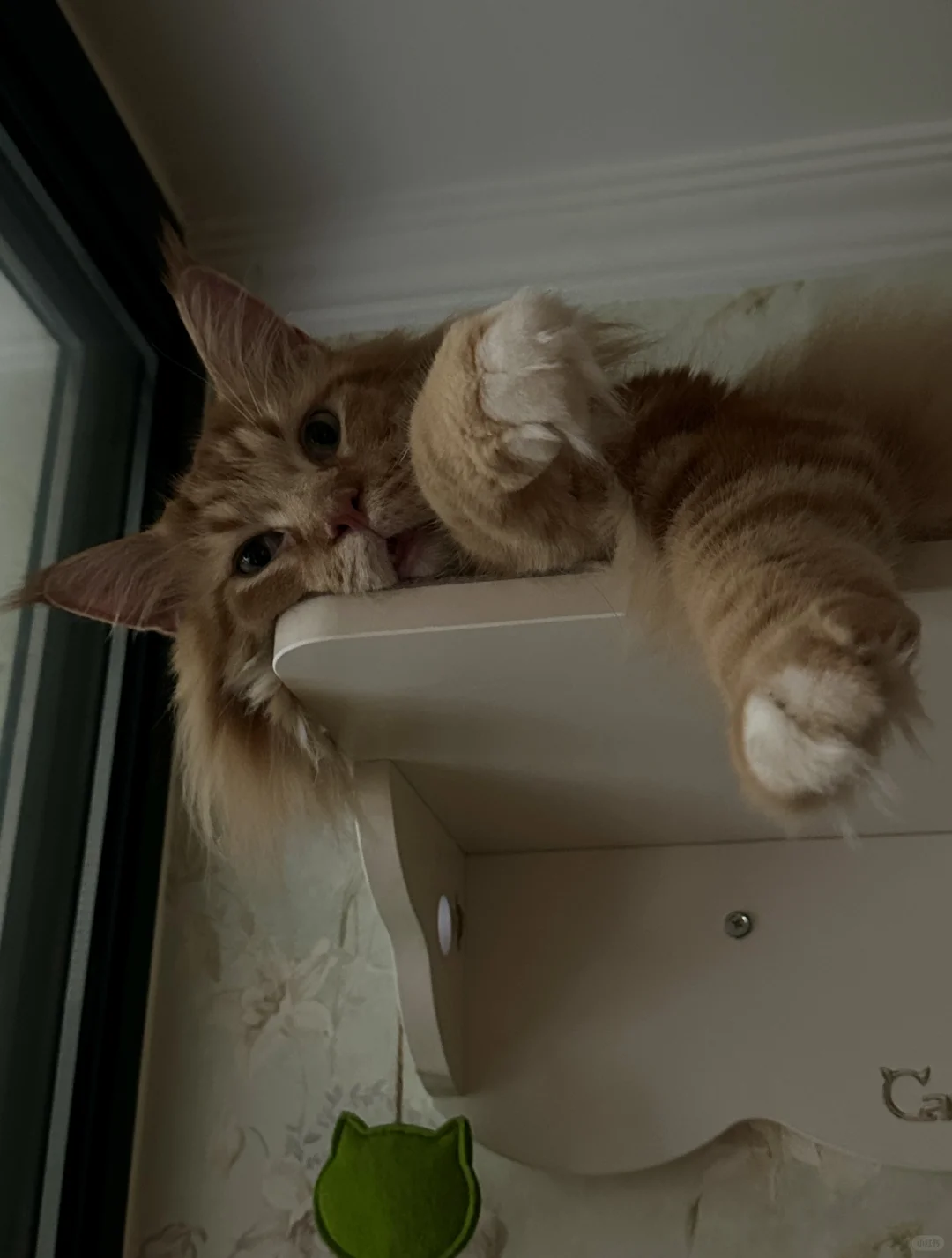 小猫想啥你别猜～