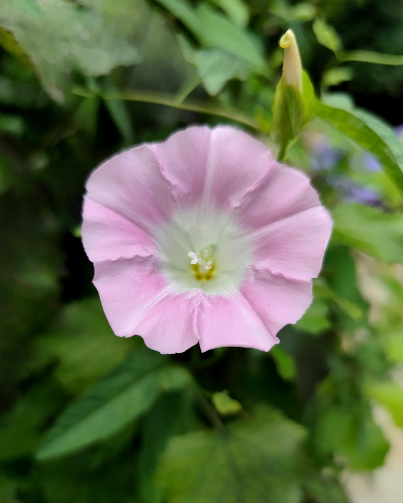 野生的小花也美丽
    夏日时节，路边上、草丛中，田旋花自由开放，花朵呈喇叭状