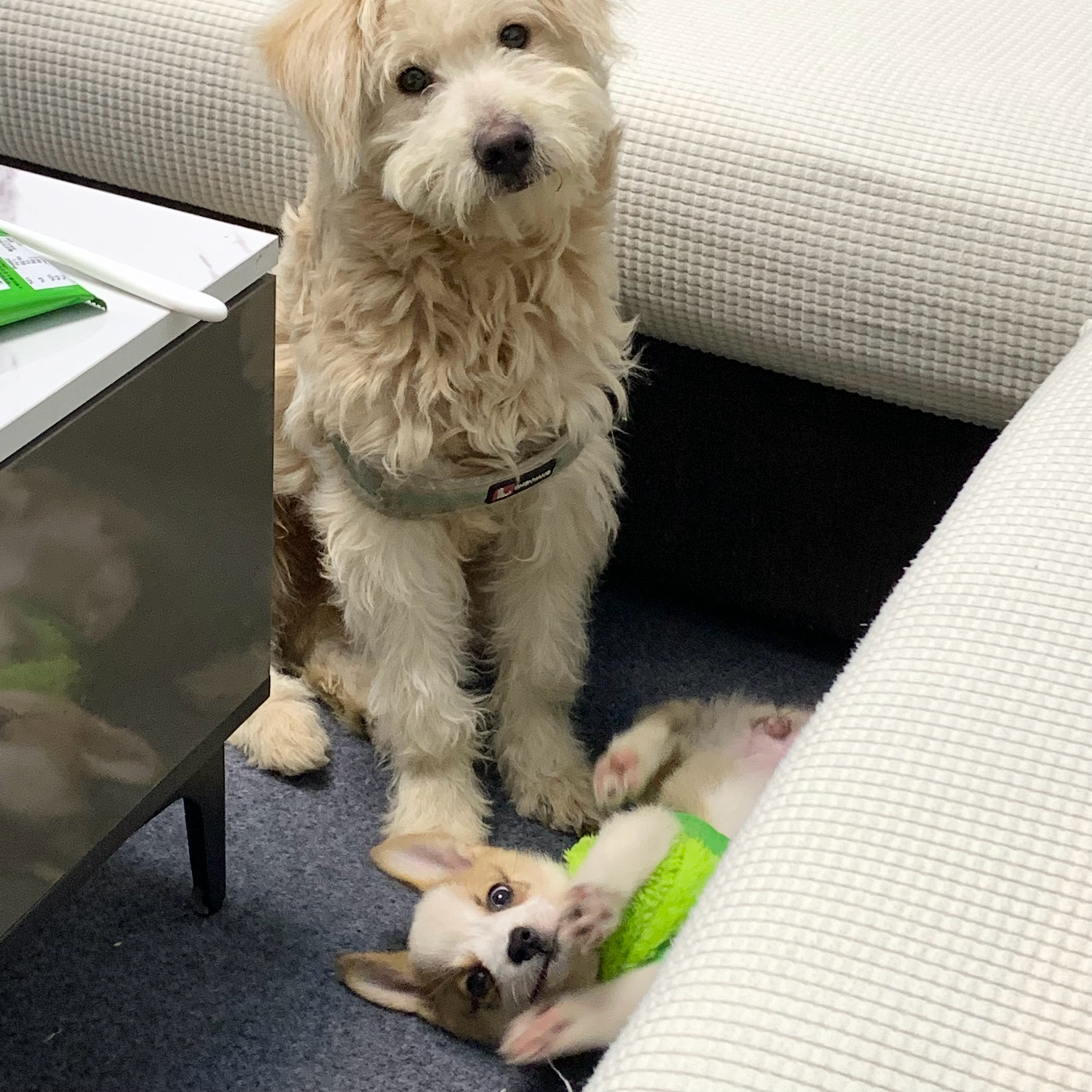 我好想你们 ​​​