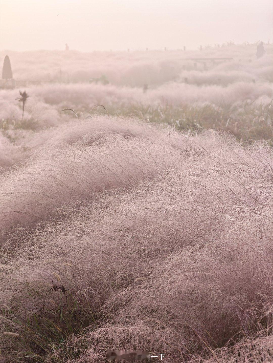 今天的小岭南雾太大了不出片儿，第三张是我三年前拍的，直接是壁纸级别[喵喵]有点东
