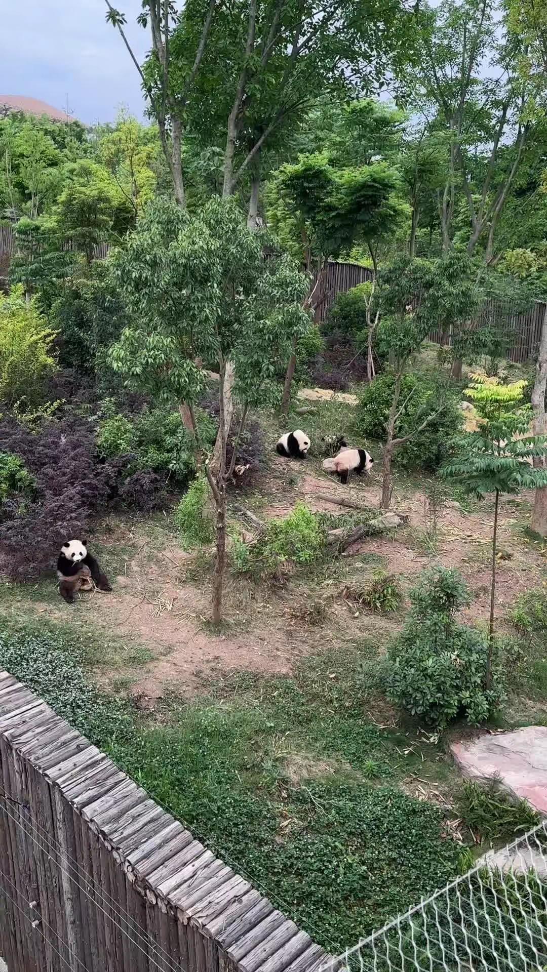 穿越人海，看到了睡觉的花花，没事它好歹给了我一个正脸成都大熊猫花花