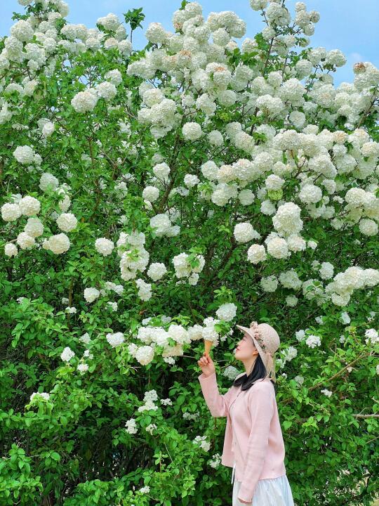 错过等一年，无锡这片木绣球谁拍谁美👍