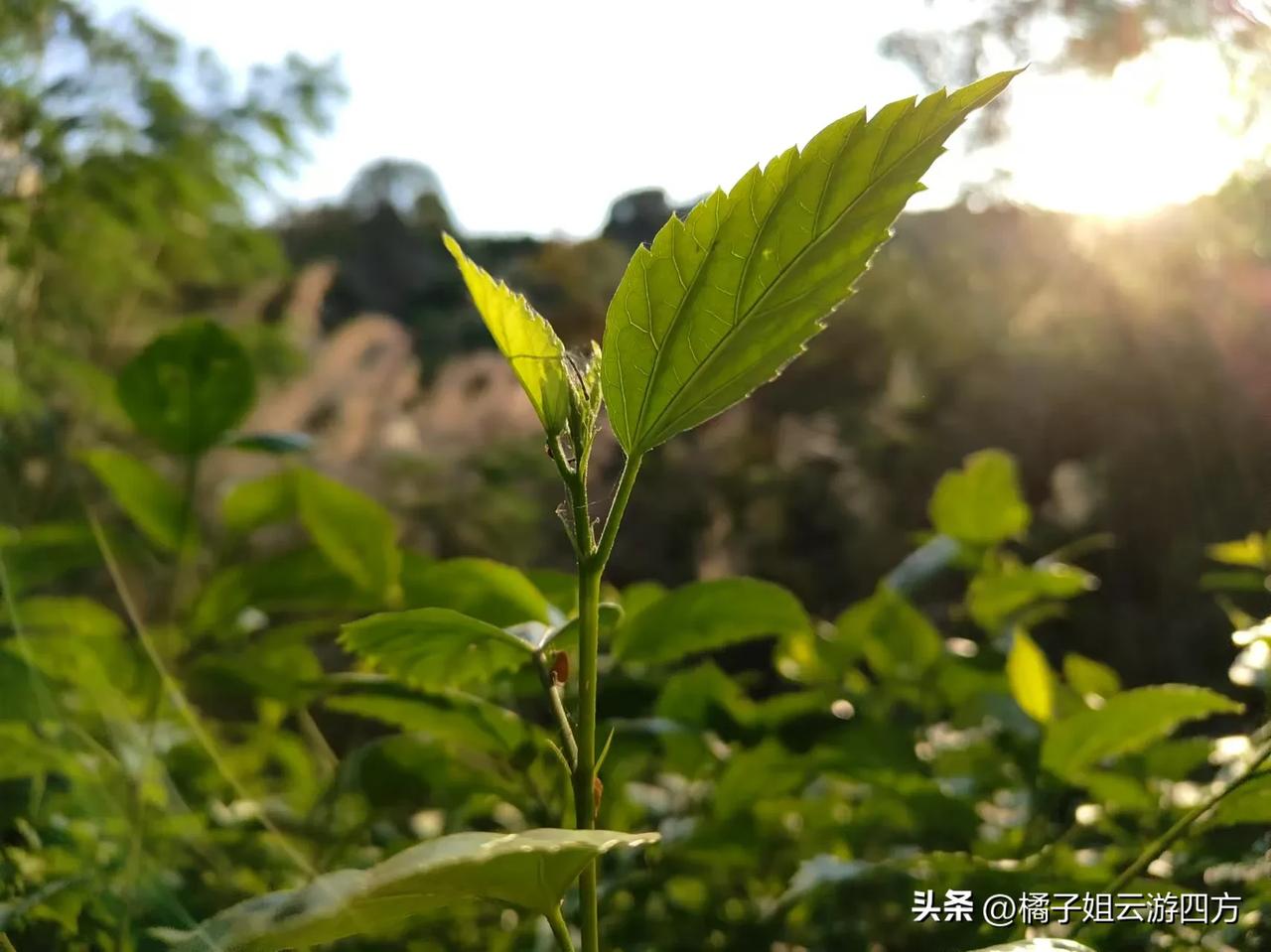 现在年轻人不想结婚，但并不是不想要孩子！
昨天和两位大姐聊天，她们家都是独生女儿