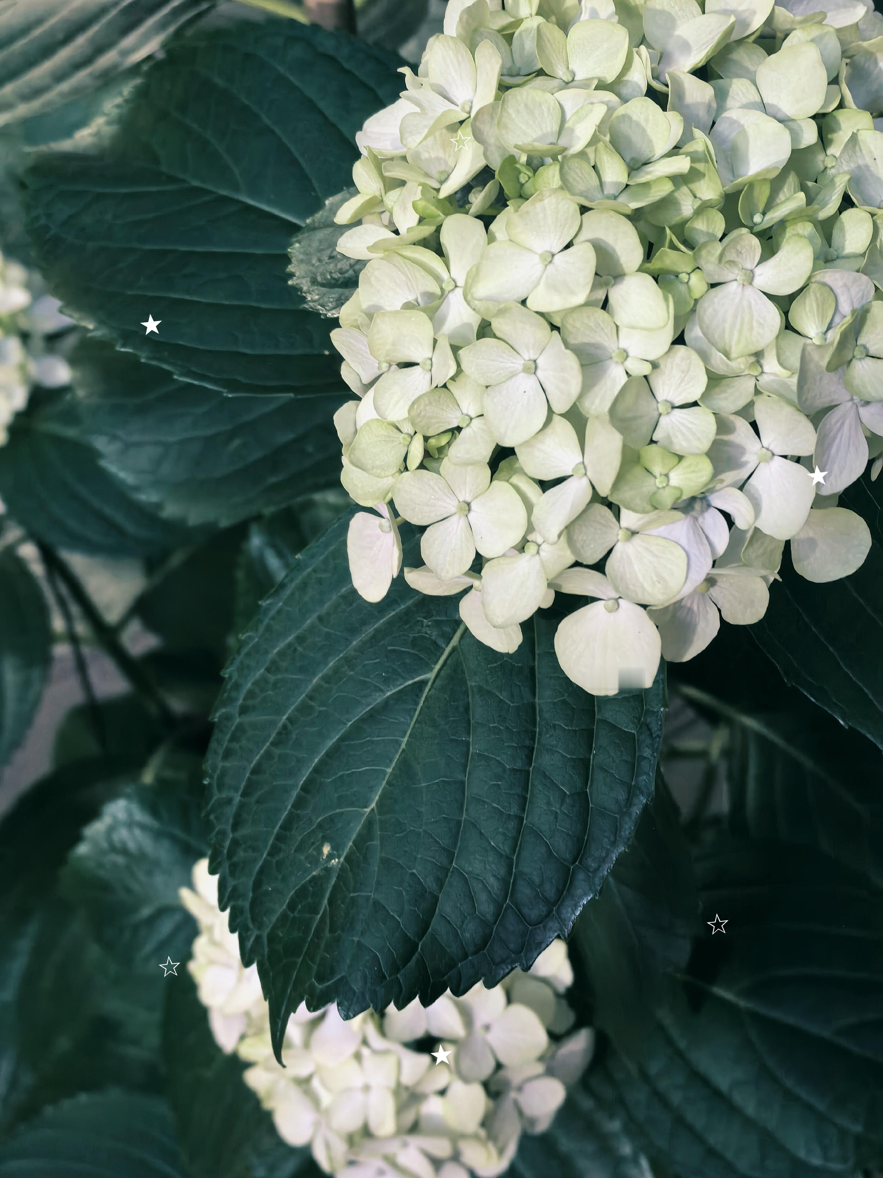又到了绣球开花的季节