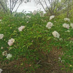 紫兰嫣语