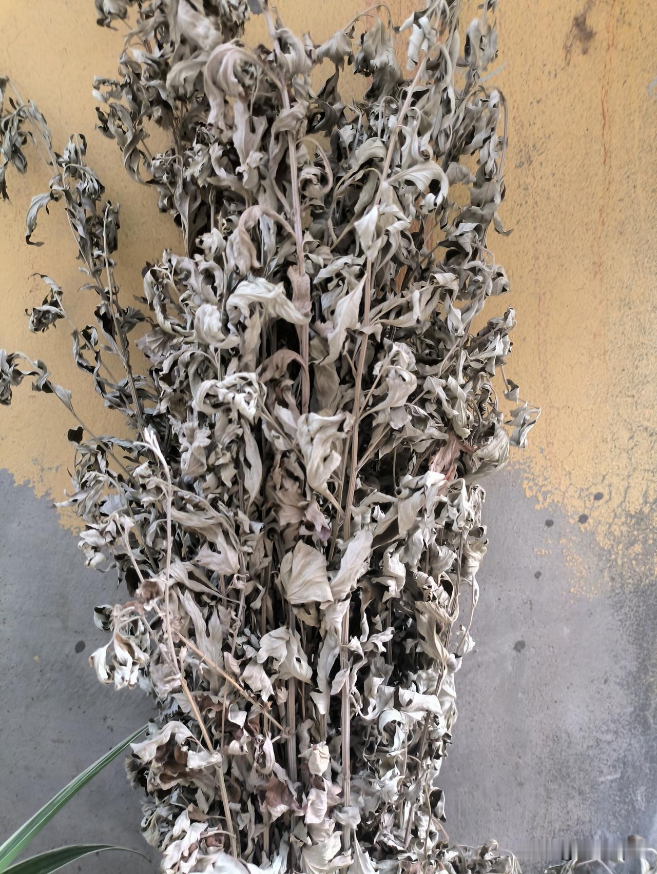 端午节过后，大家门口挂的艾草都是怎么处理的？这是我家门口挂的艾草，当时老伴买了两