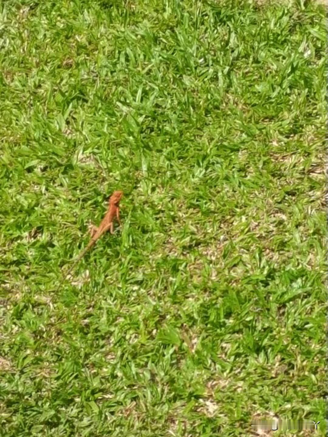 早上我煮了鸡蛋和麦片。
麻团儿听见油烟机的声音，说：不是出去吃吗？
我才想起来，