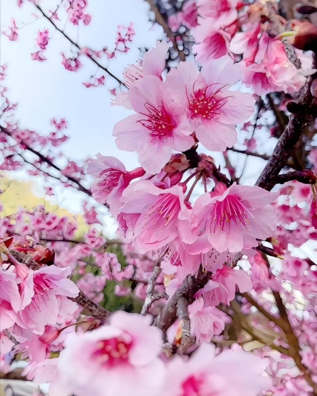 看到鲜花盛开图片，就想起阳春三月的曲靖白石江公园。那里简直美成了一幅画，垂丝海棠