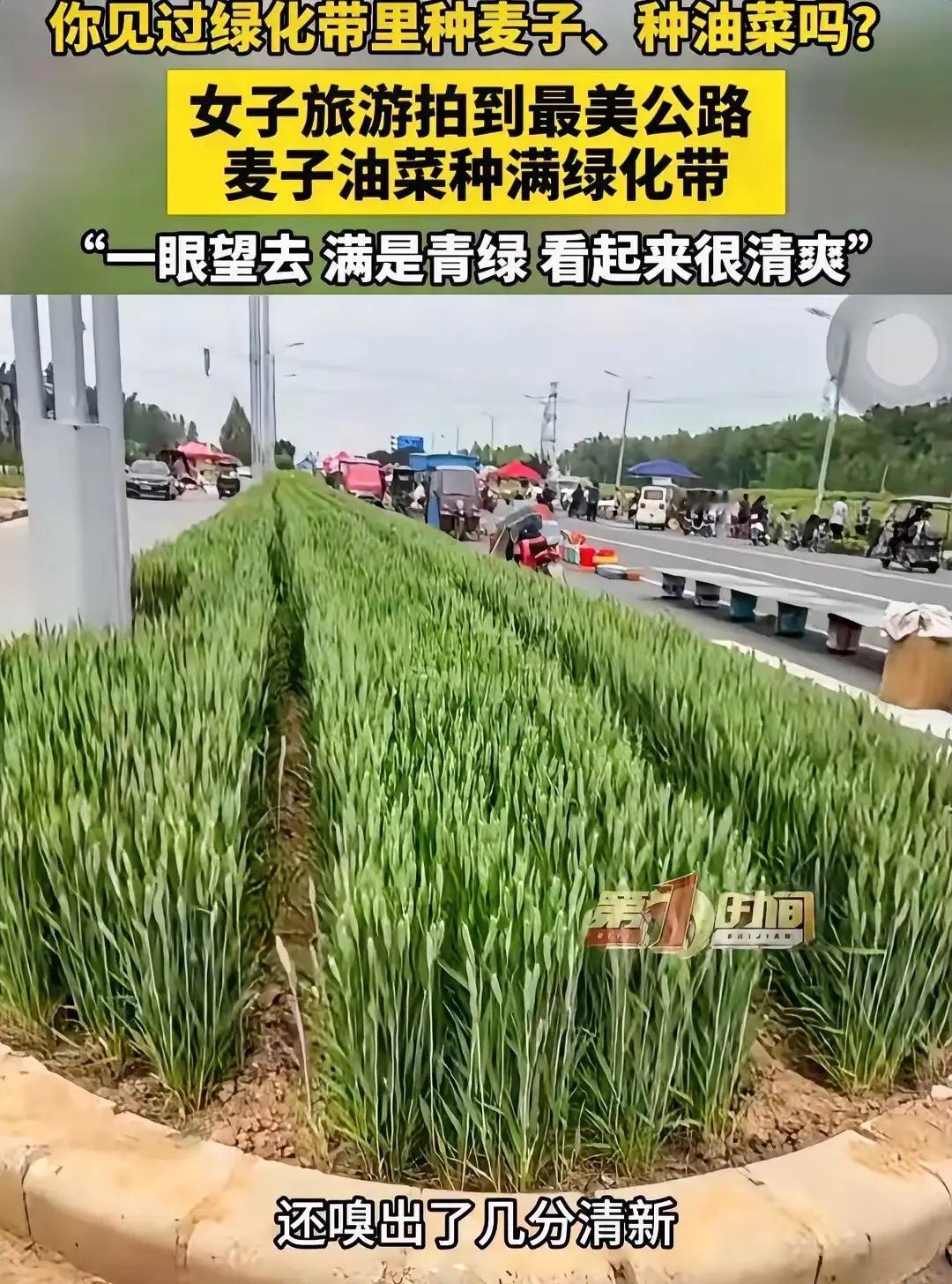近日，河南安阳，女子走在公路上，突然发现一条绿化带没种花没种草，种的竟然是油菜和
