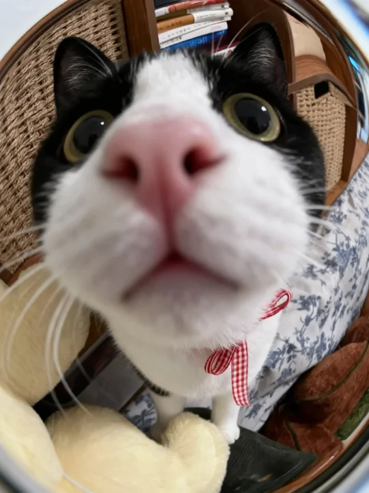 请路过的人吃小零食·ᴥ·