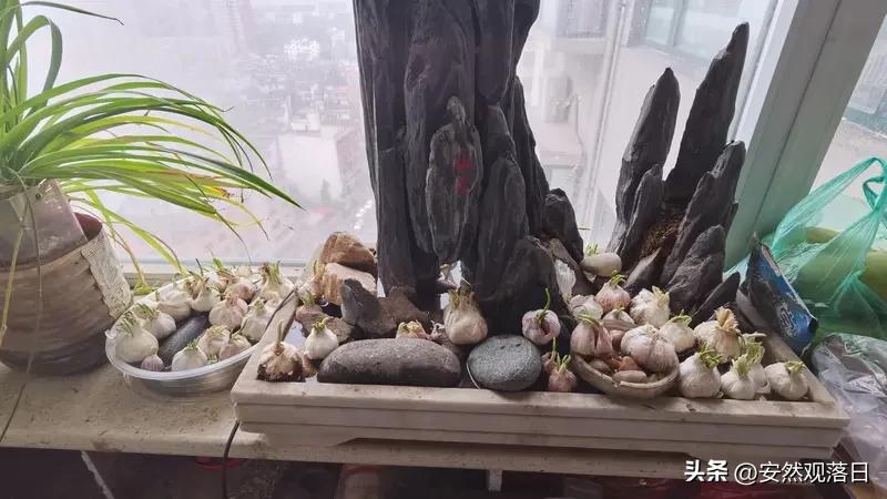 江苏一女子骑车路过民宅，把住户晒外面的整盆大蒜连盆端走，动作熟练还迅速离开，这一
