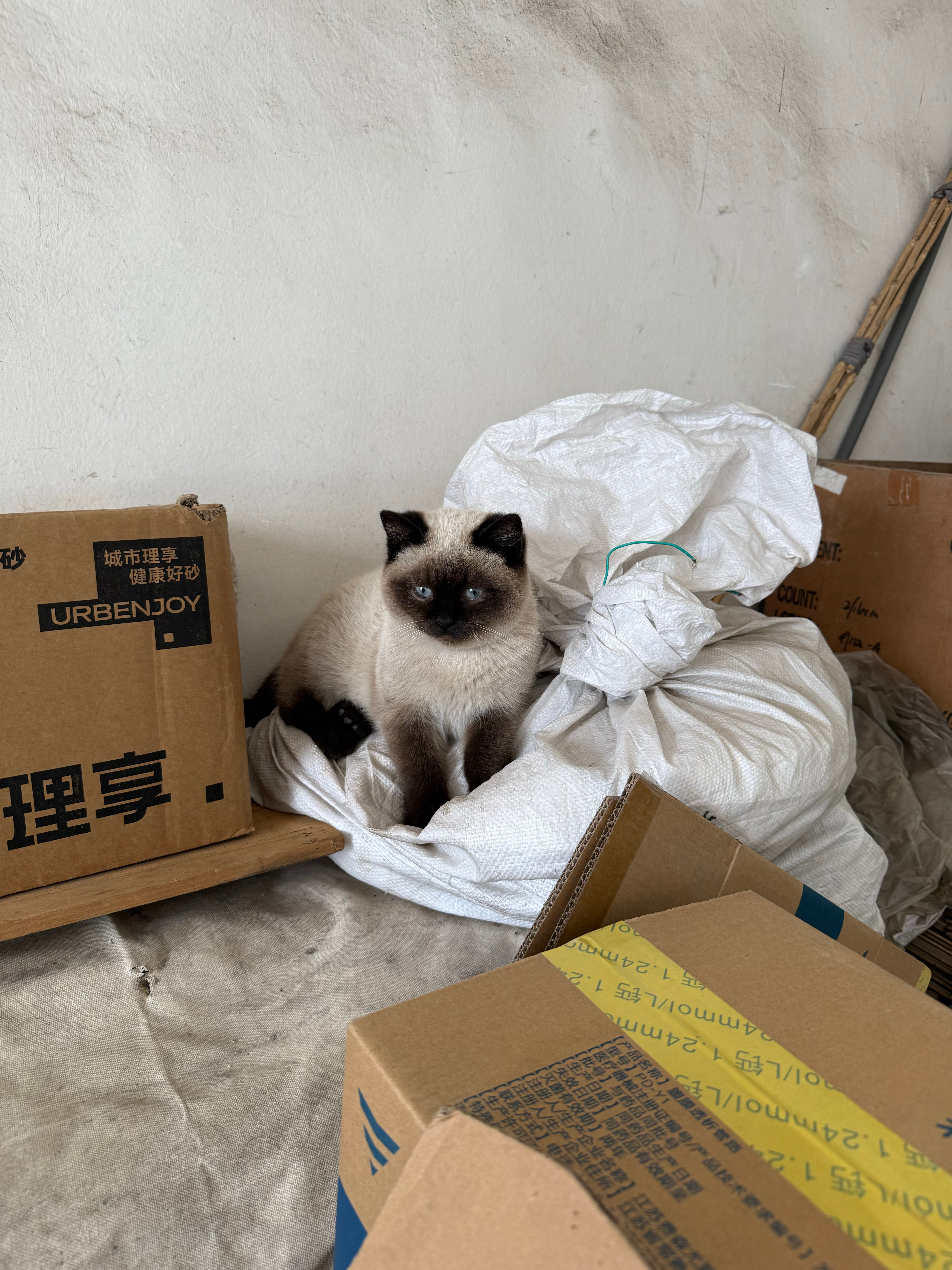 新年快乐，芝麻汤圆过的第一个年 