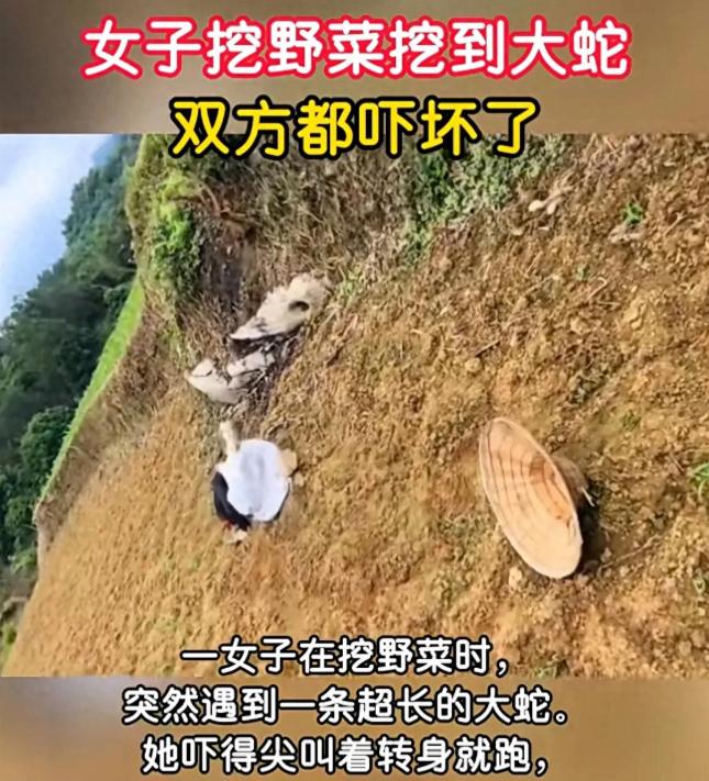 “笑不活了！”四川，一女子去山上挖野菜，中途碰见一条大蛇，不料，她和大蛇吓得同时
