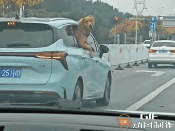 后排金毛把身子探出车外“兜风”，直接被警察叔叔抓了现行！谁料这小家伙秒变“社交达