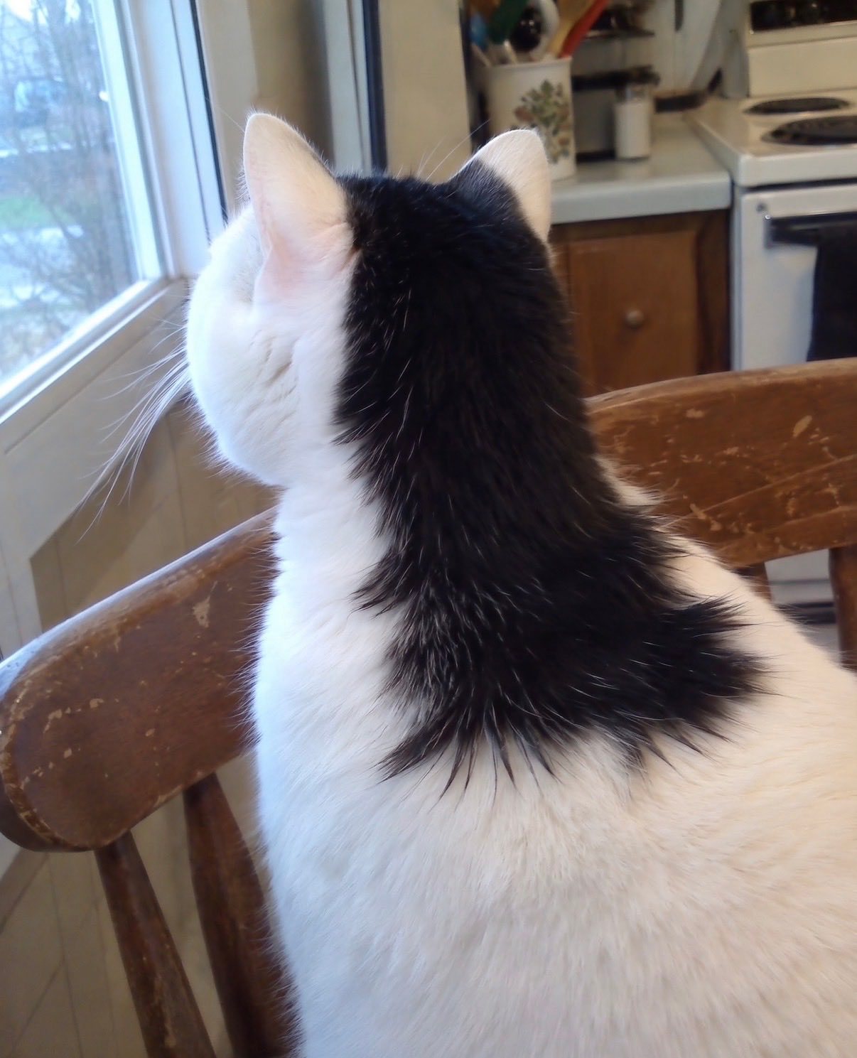 生来就留了个狼尾发型的猫猫🐱 ​​​