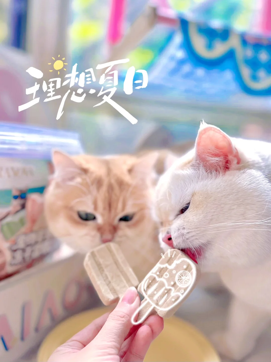 猫猫们的清凉一夏🧊
