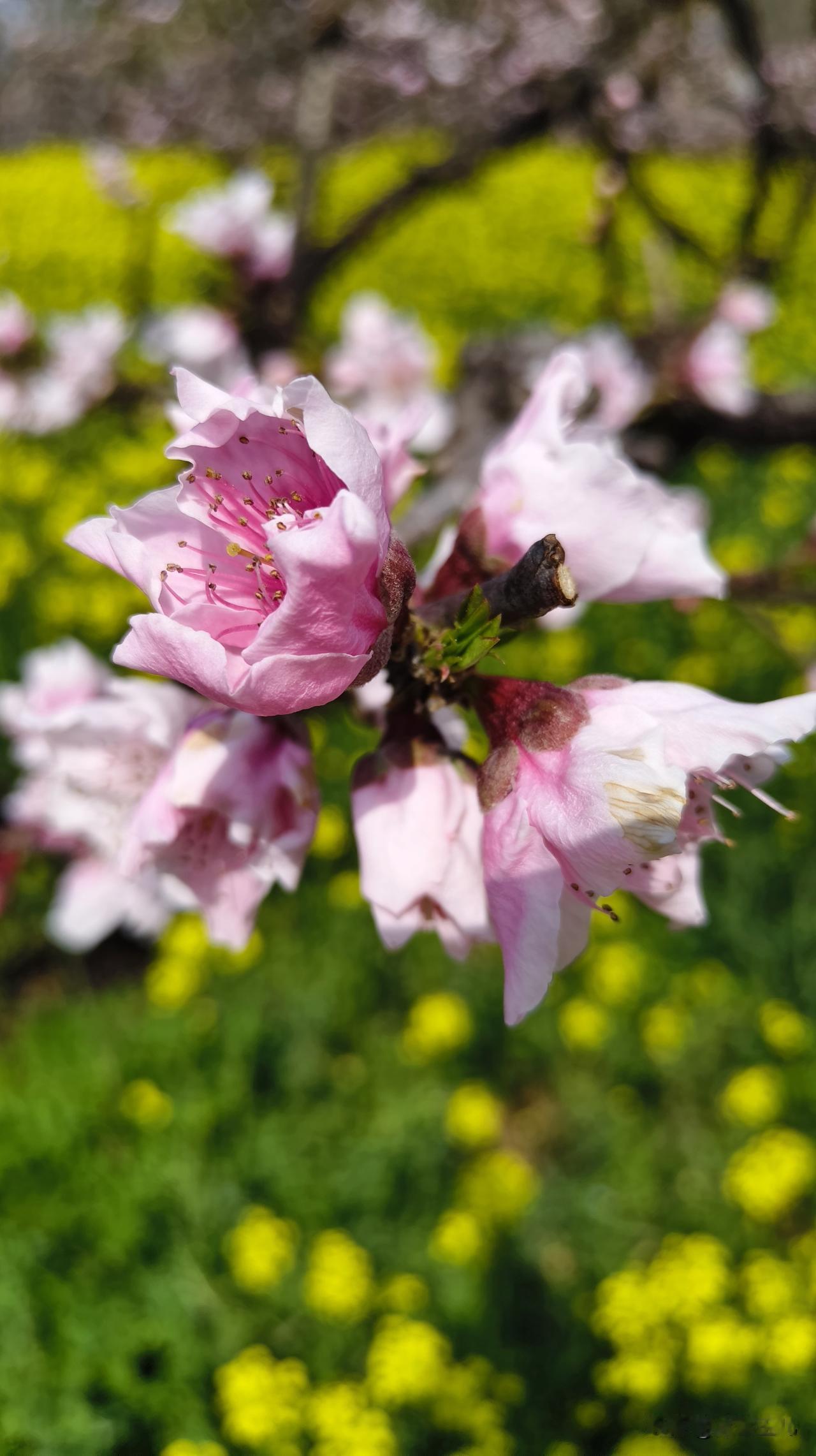 粉嫩的花朵在阳光下绽放，春天每一朵花不属于我，可我爱每一朵花。