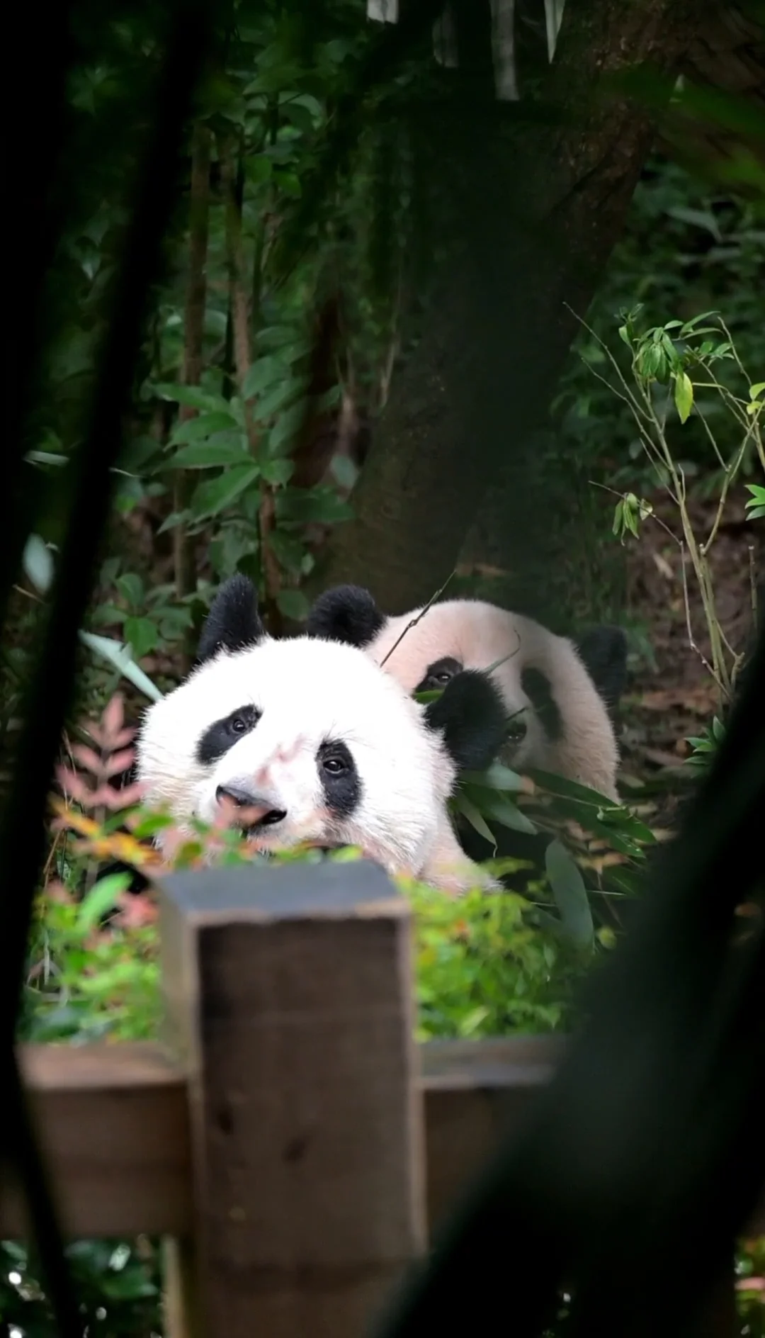 什么时候这两颗猫猫头能同时出现
