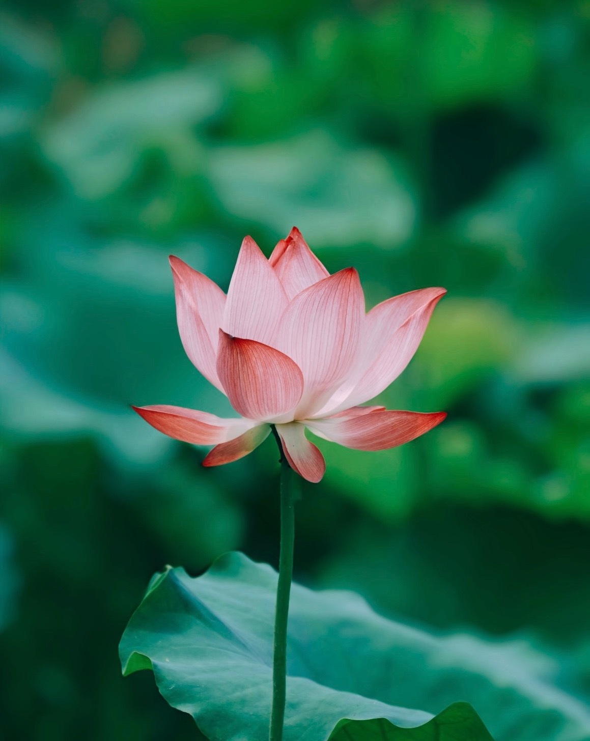 高考如盛夏，荷花似梦想。愿你带着“出淤泥而不染”的坚定，“濯清涟而不妖”的从容，