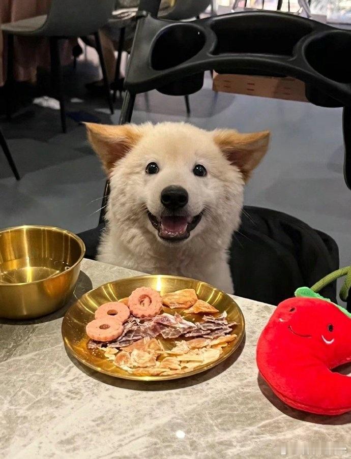 中医说减肥可以把自己当狗养比喻虽然说不恰当，但好像确实是那么回事！以后减肥的朋友