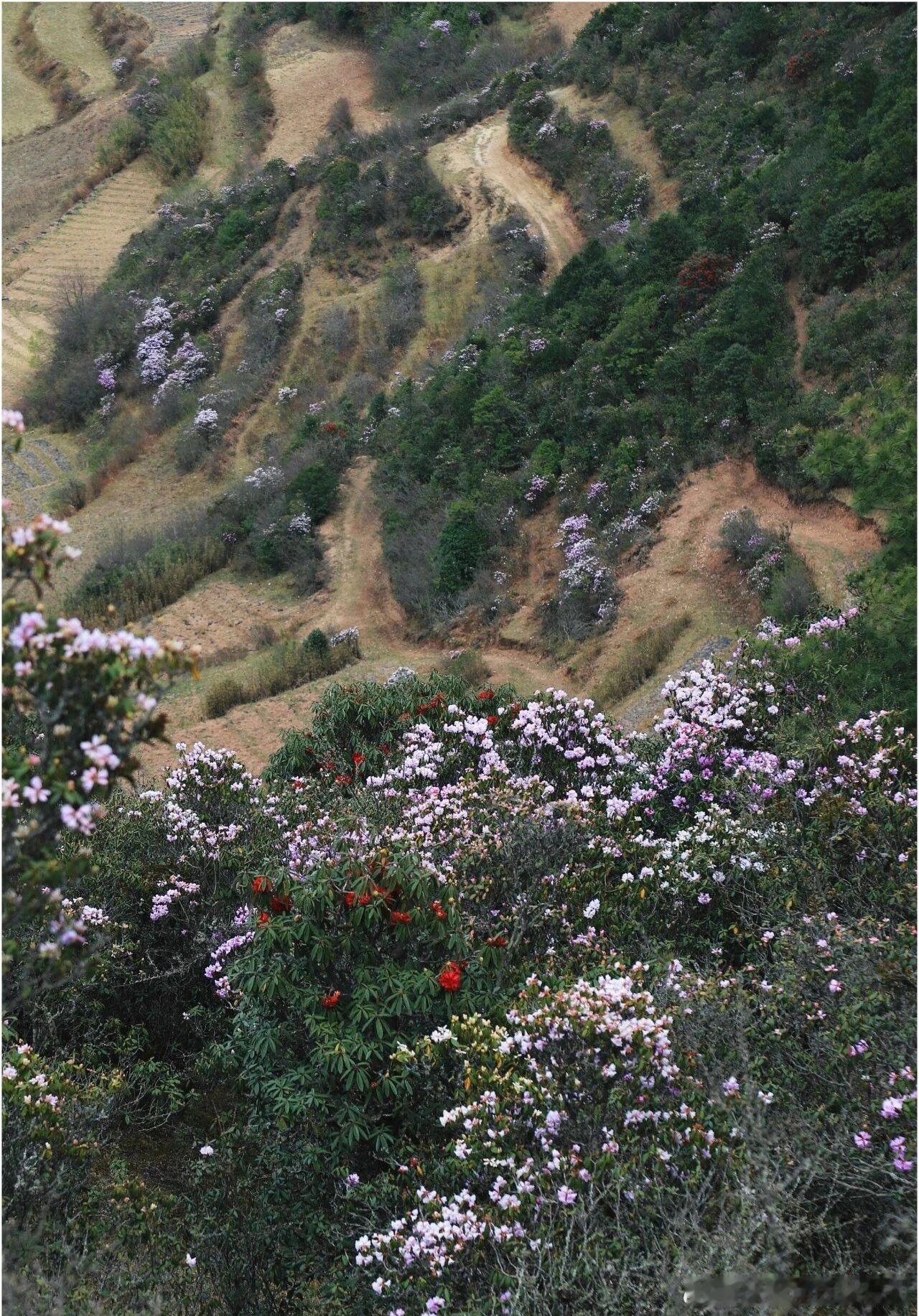四月山野顶流，必须是昆明寻甸·小兔山（马鬃岭梁子）🌿平缓山脊徒步毫无压力，一抬