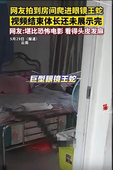 云南一女子去卧室睡觉，发现衣柜下有动静。她一开始以为是老鼠，小心翼翼探头查看，结