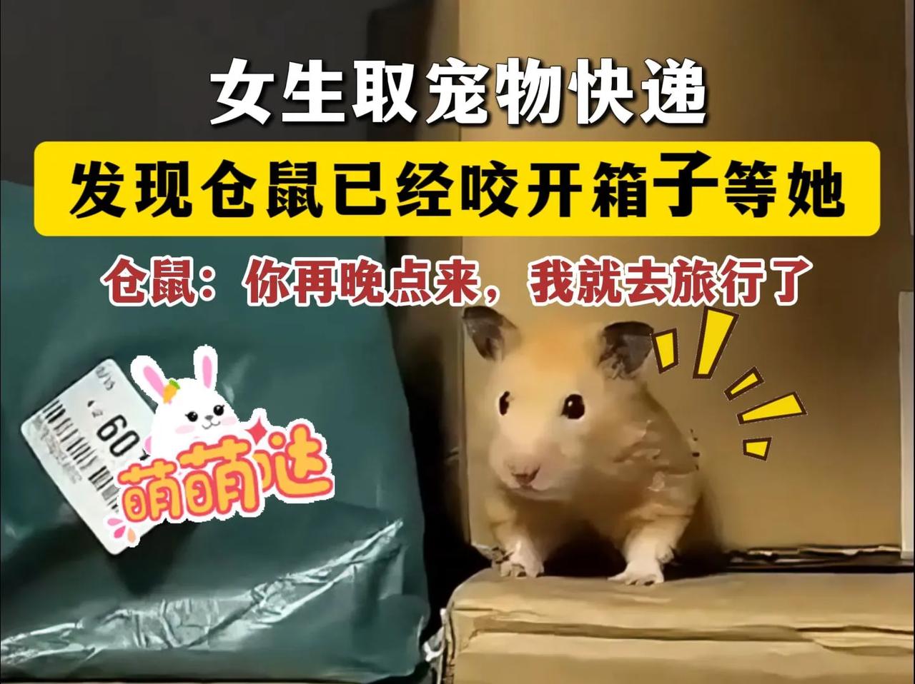 女孩拿宠物快递，发现仓鼠已经咬开盒子等她了！
江苏省一名女孩去快递站接受网上购物