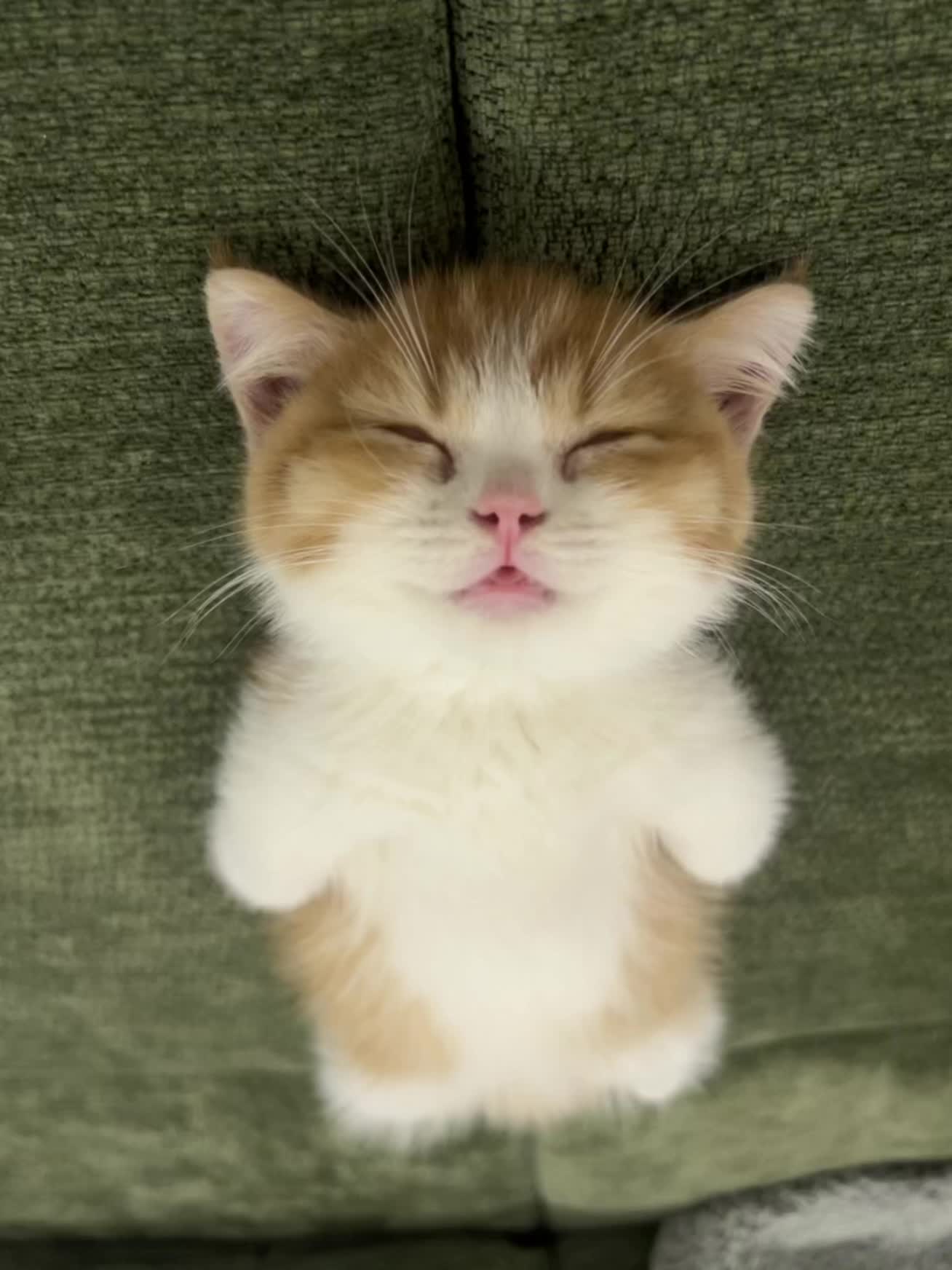 板板正正睡觉的小咪