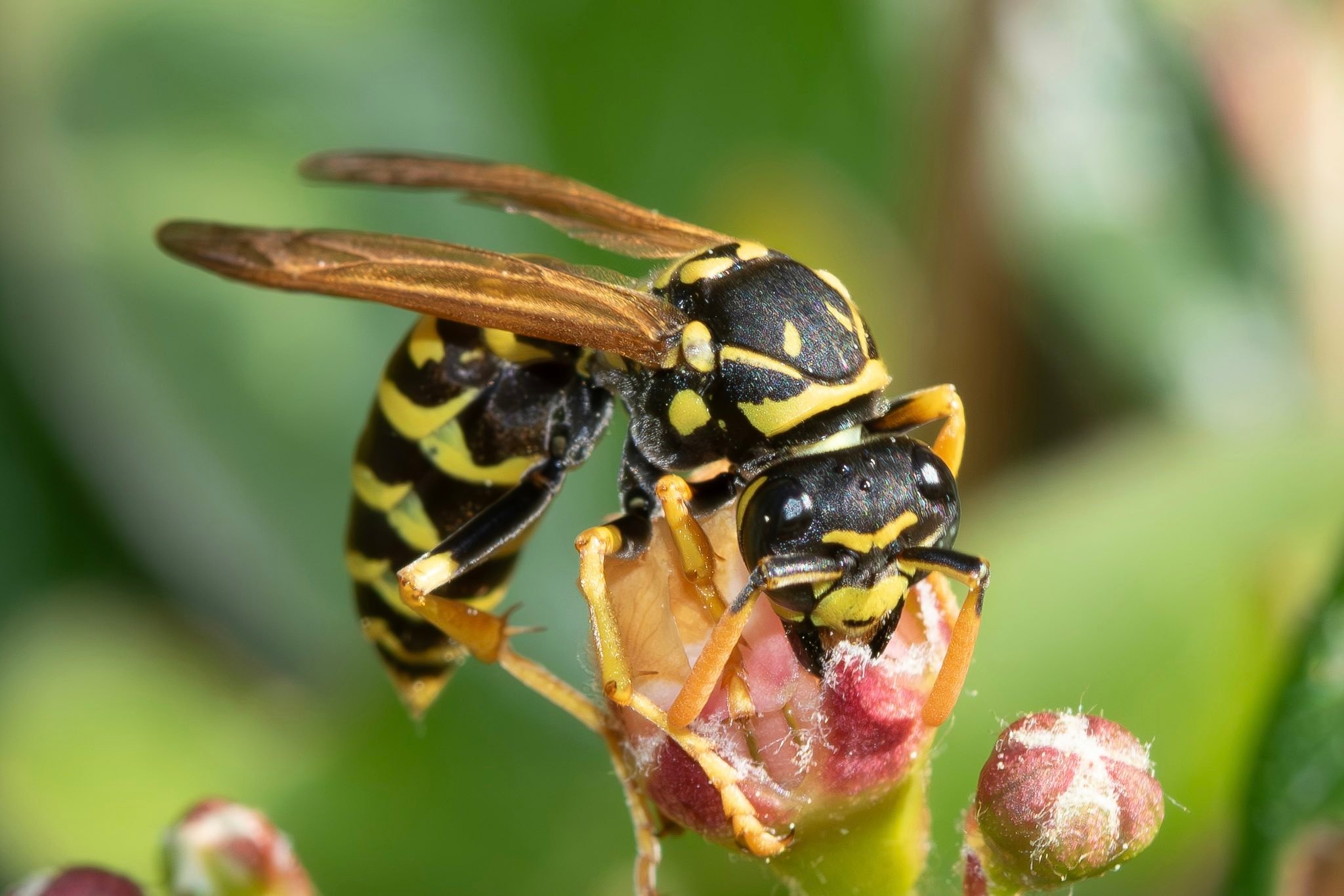 造纸胡蜂（Polistes dominula）European paper wa