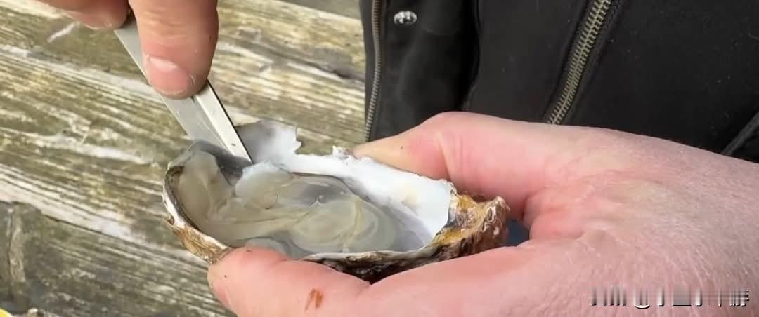 牡蛎是法国人过节时的家庭必备佳肴，但节庆过后，成千上万的牡蛎空壳只能被扔进垃圾桶