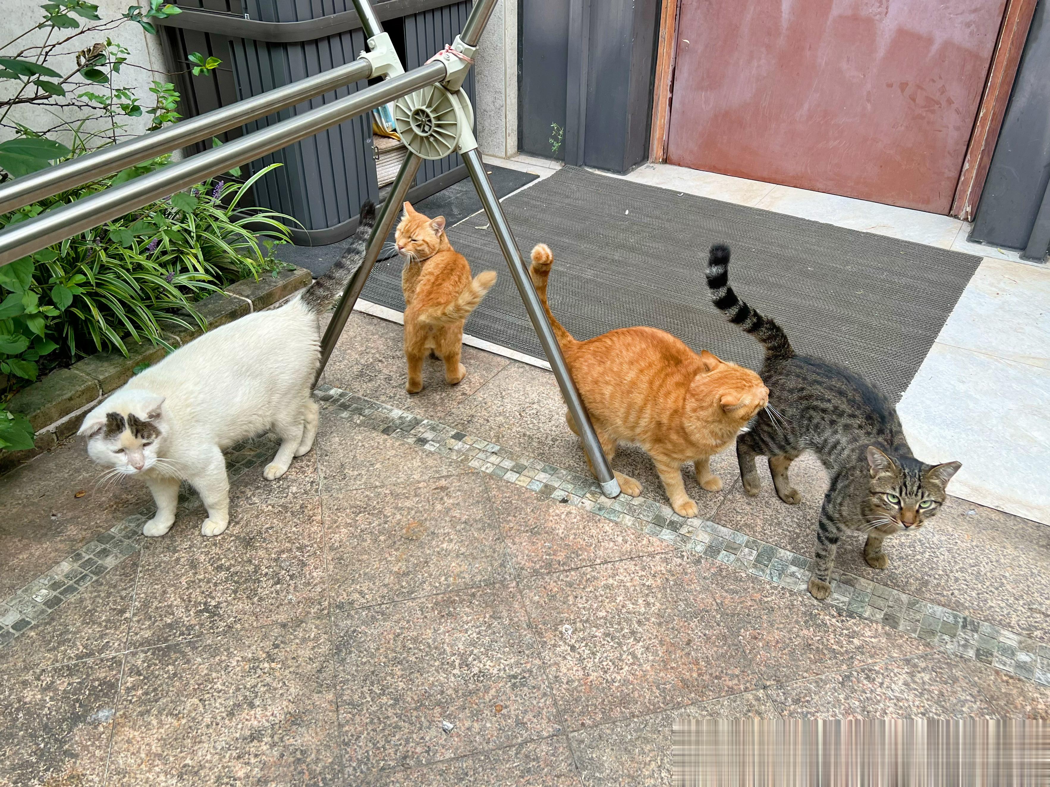 早早早！我出门的时候丢蛋组合已经在门口等饭了，我发现男猫一旦绝育就一点事业心都没