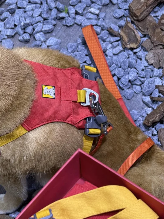 休息日逛亚宠展✌️累并快乐