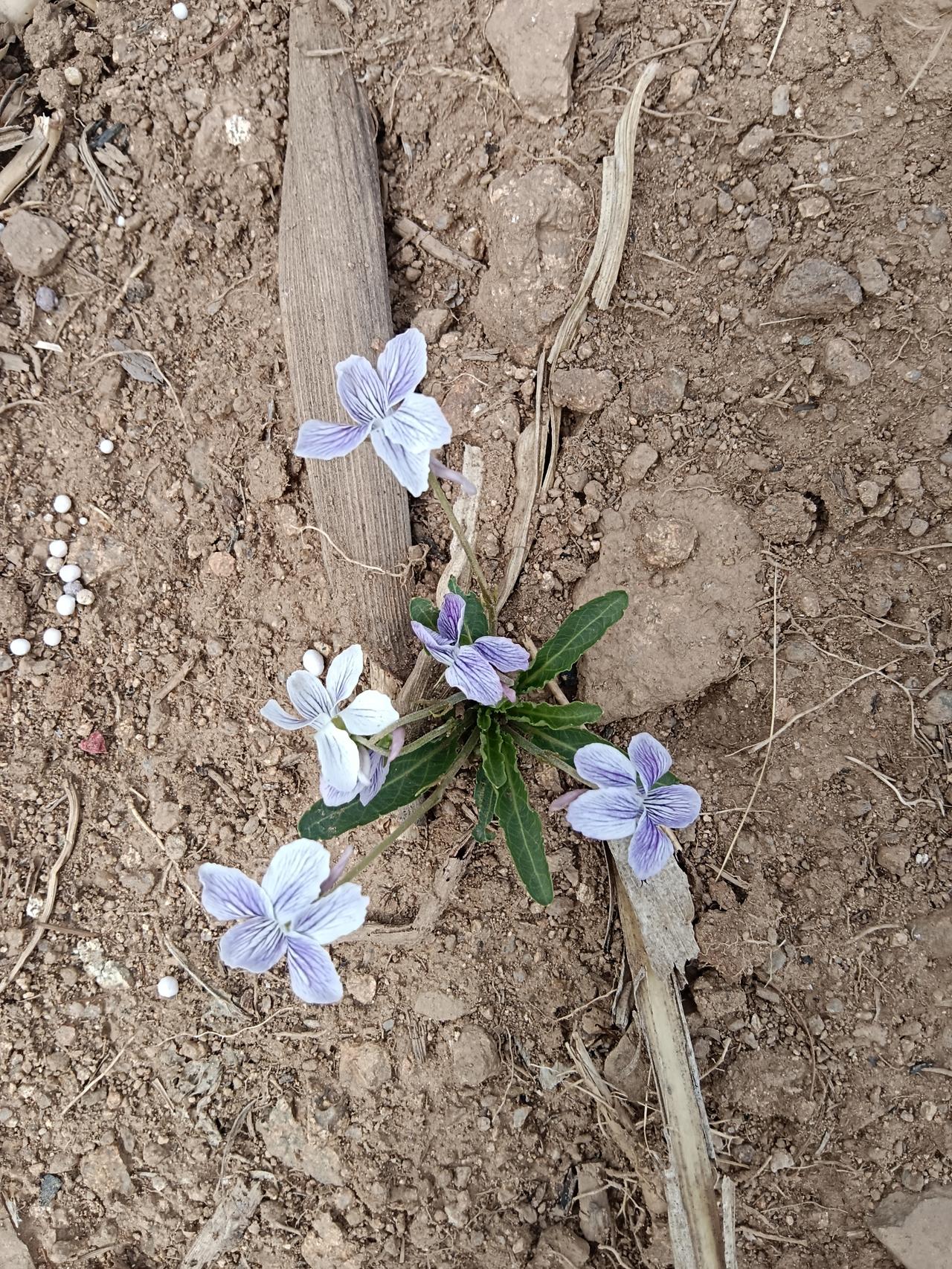 我就像这只默默无闻的小野花，没有靠山没有背景，在这个薄情的世界里苟延残喘顽强的活