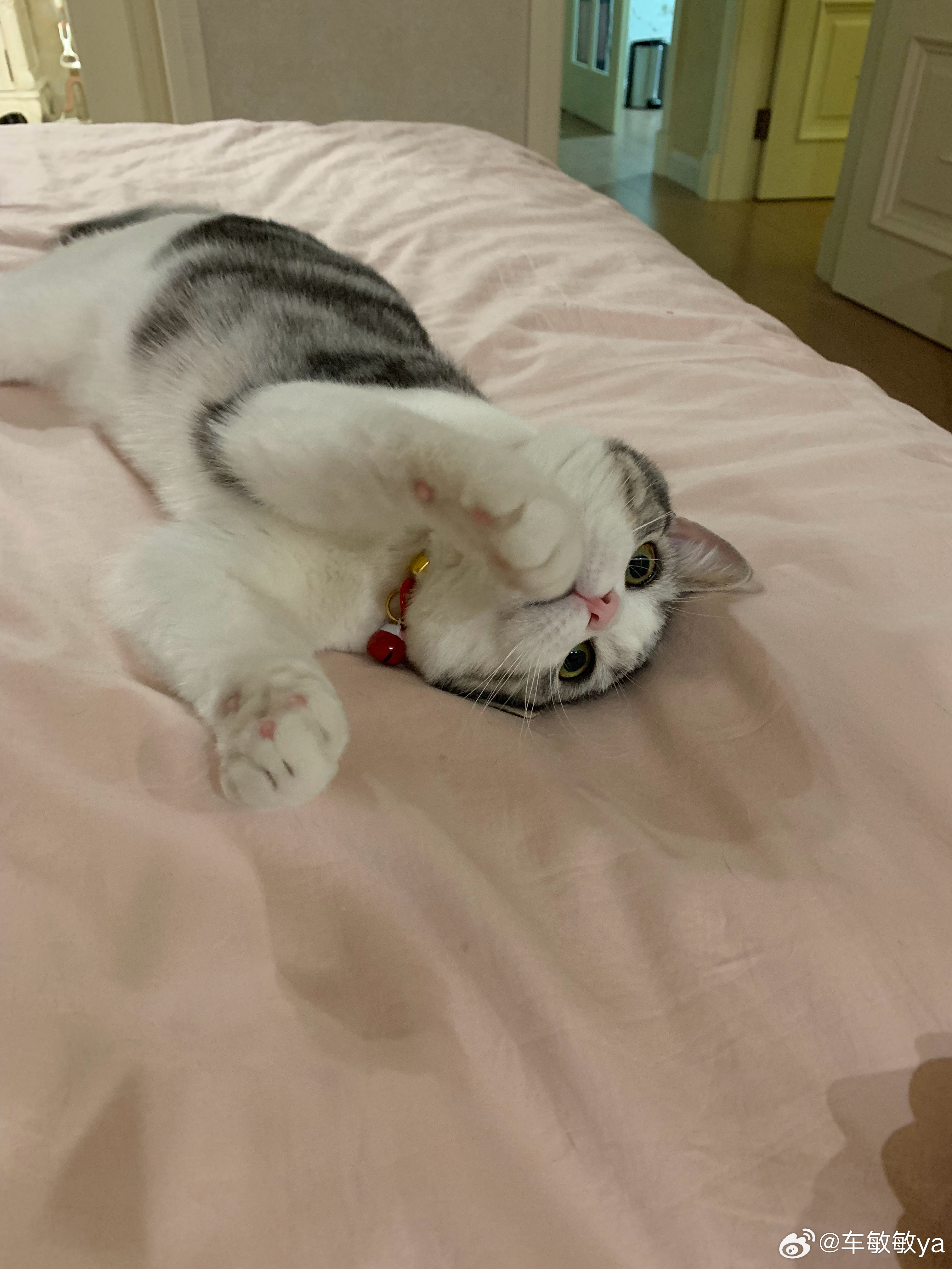 专家说小猫上床是不脏的说得在理1.猫咪唾液含溶菌酶，舔毛的时候就能杀死很多细菌；