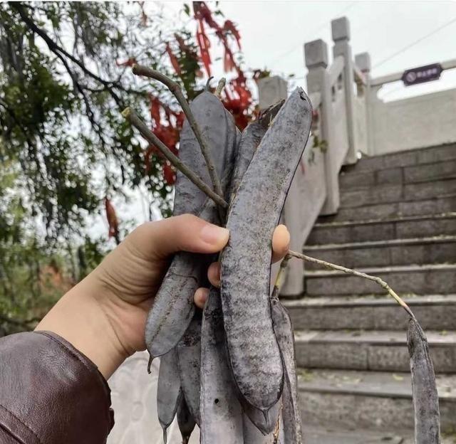 在菜市场看到个像枯树枝的玩意儿，居然是能吃的刺老芽。城里长大的估计都不认识，但在