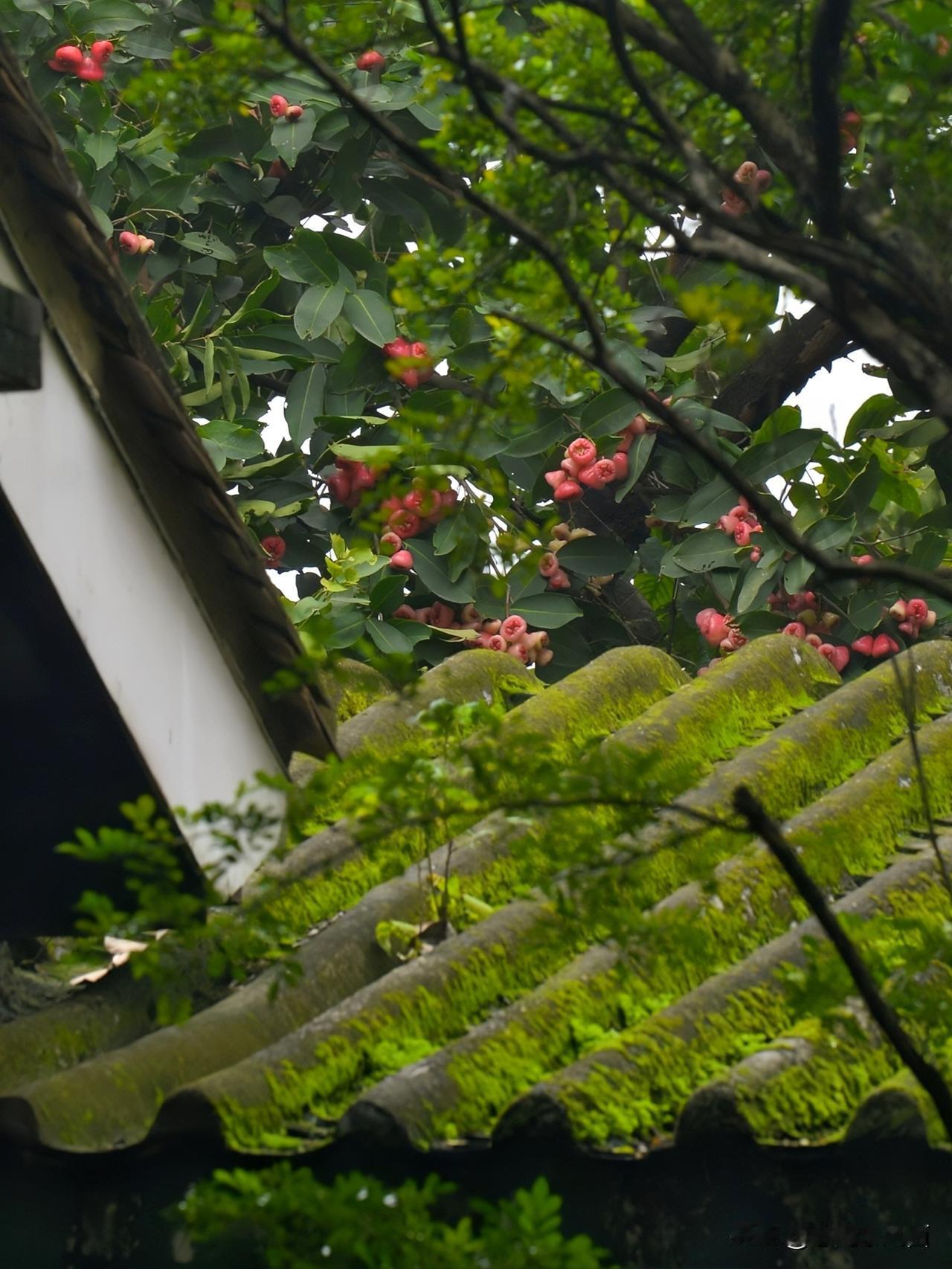《流花湖夏韵，藏在岭南的慢时光》
流花湖西苑 流花西苑的初夏，处处皆是岭南雅韵。