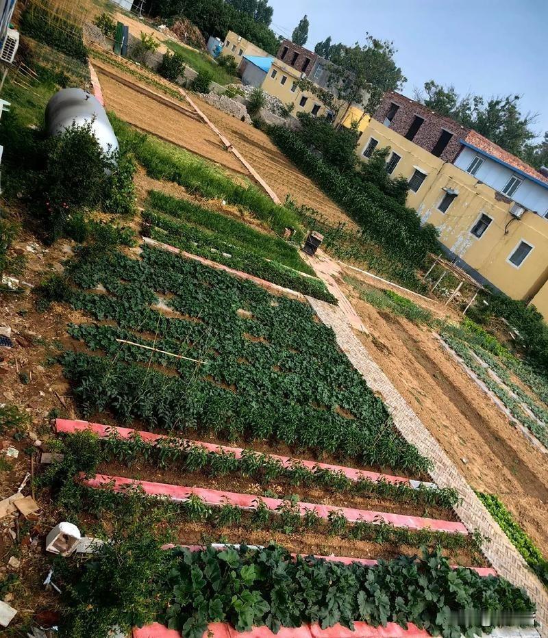 呼和浩特西菜园~还有菜吗
西菜园，坐落在呼和浩特旧城西南，听老人们谈起，当时归化